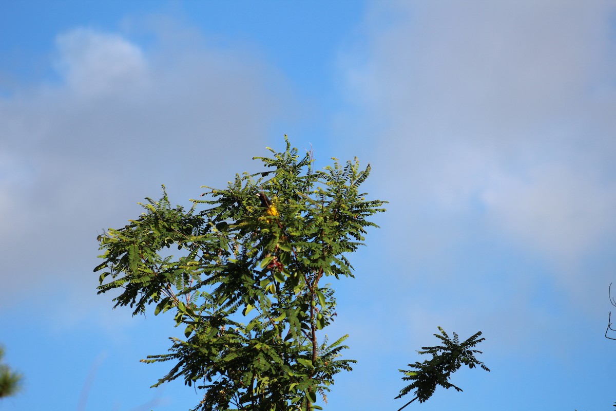 Bahama Oriole - ML43616591