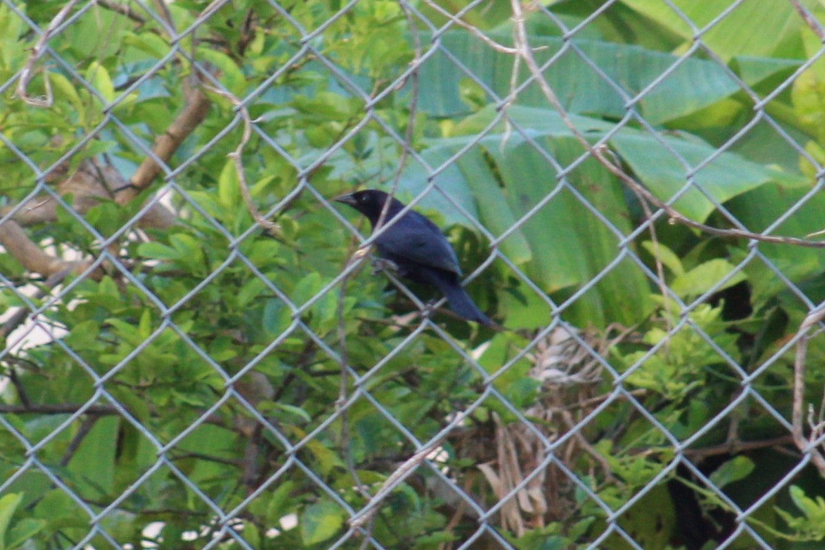 Shiny Cowbird - ML43616771