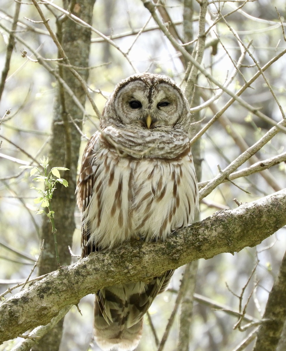 Barred Owl - ML436168141