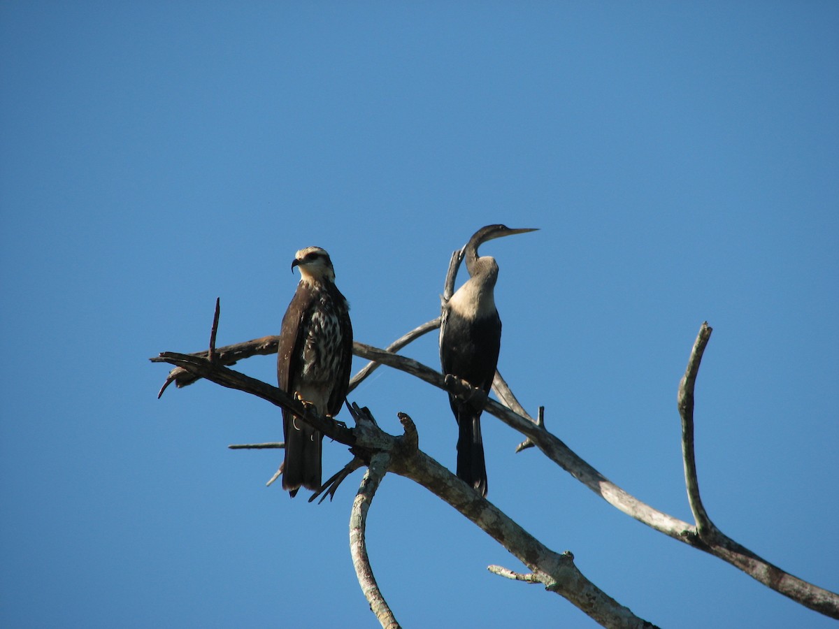 Anhinga d'Amérique - ML436168191