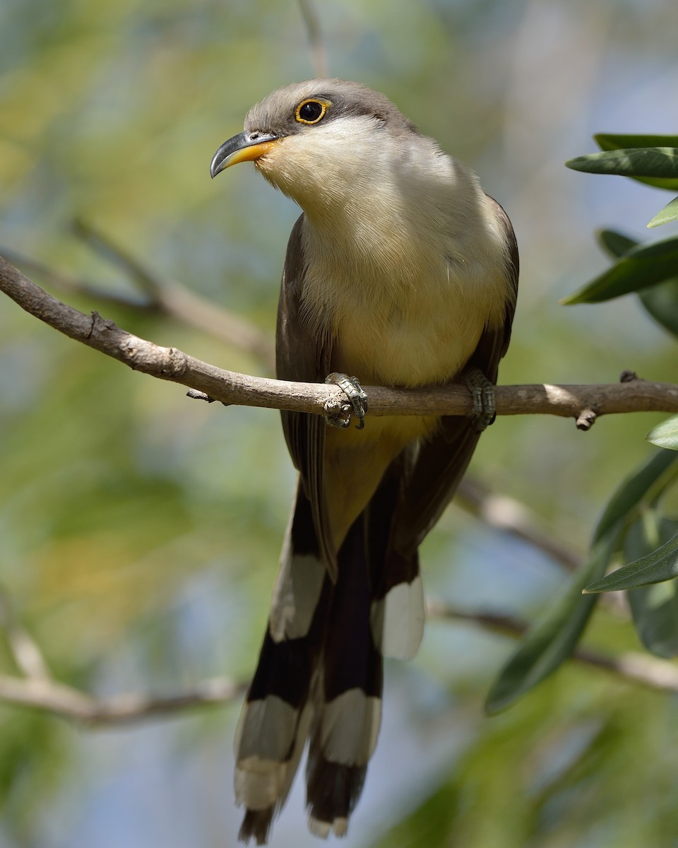 Mangrove Cuckoo - Michiel Oversteegen