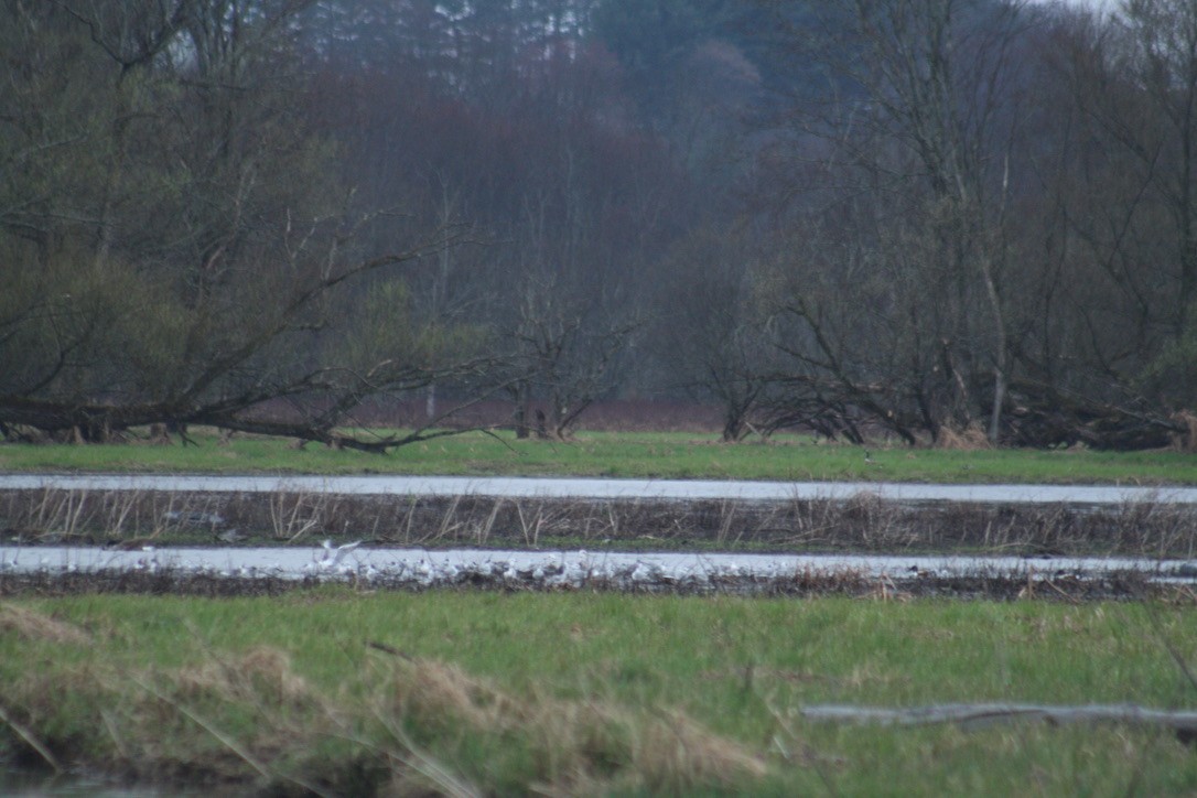 Bonaparte's Gull - ML436168881