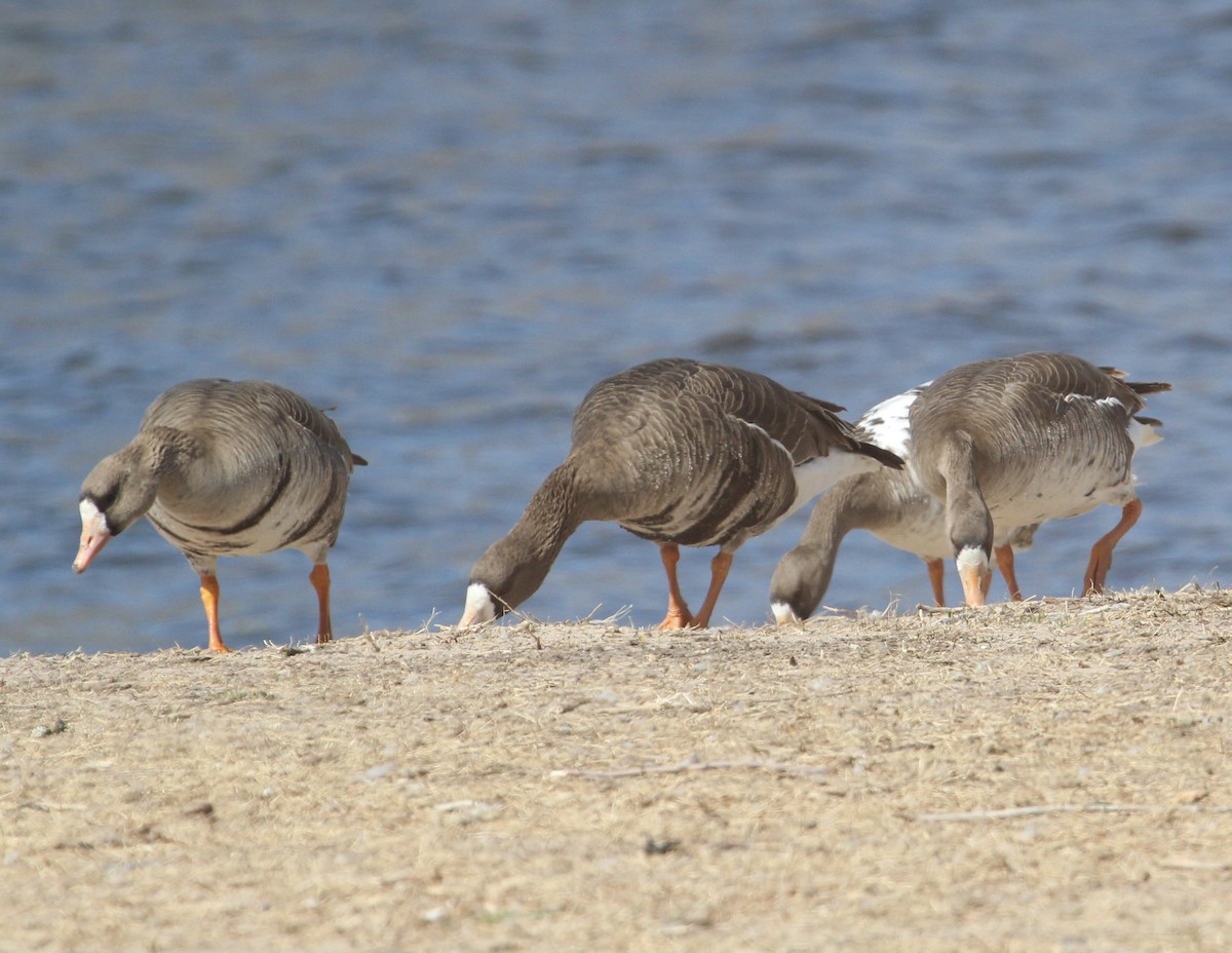 Greater White-fronted Goose - ML436169101