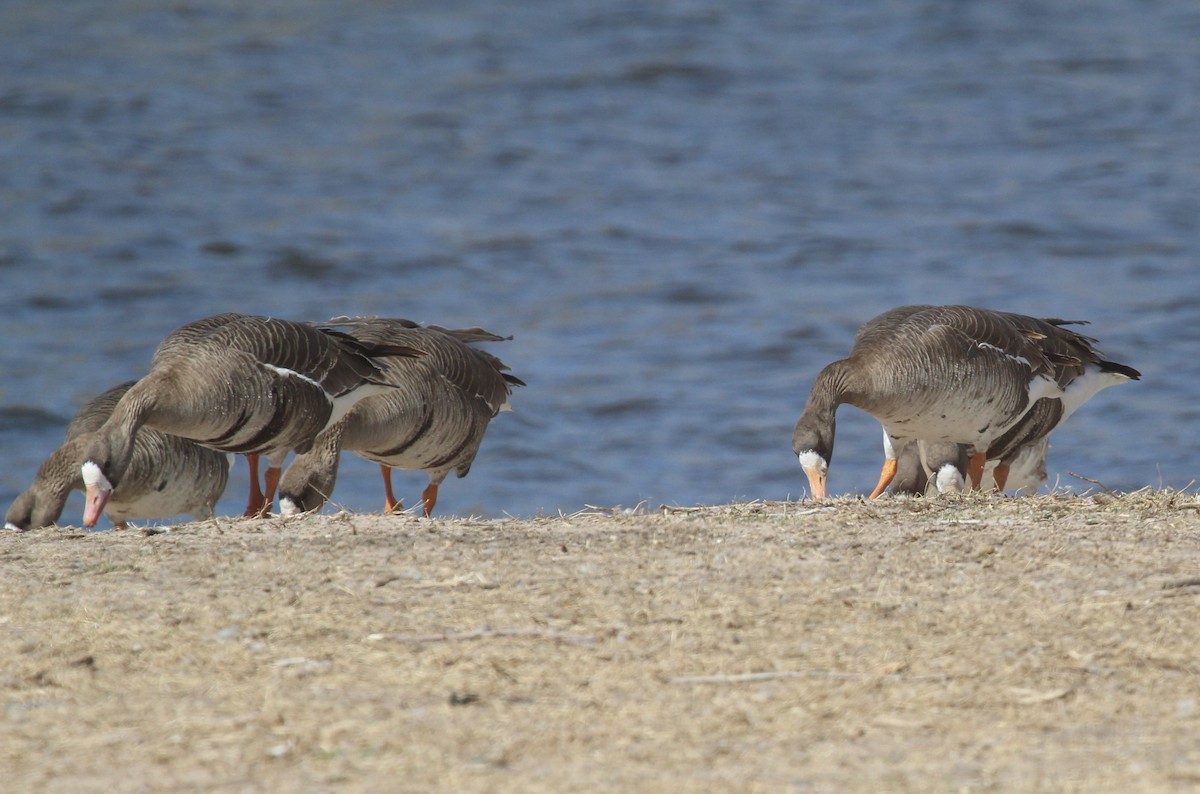 Greater White-fronted Goose - ML436169111