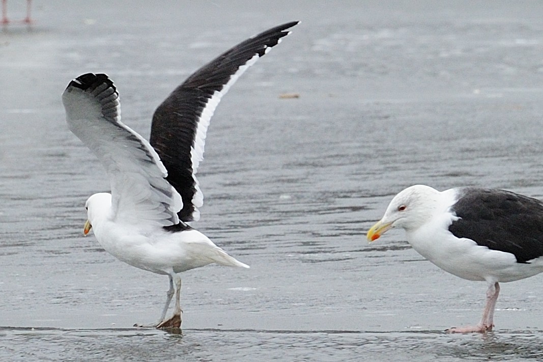 Kelp Gull - ML43616991