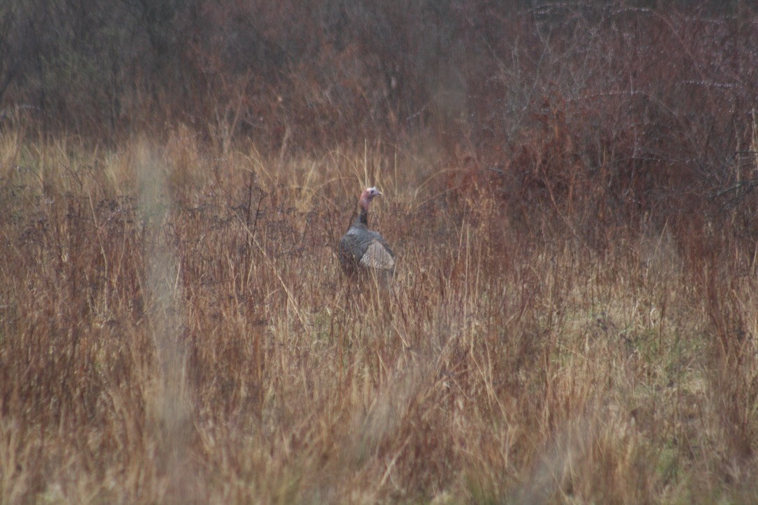 Wild Turkey - ML436169971
