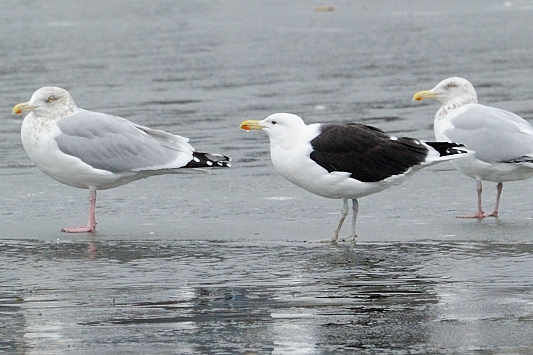 Kelp Gull - ML43617031