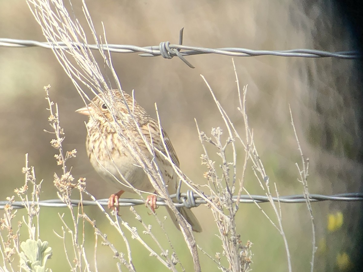 Vesper Sparrow - ML436170611