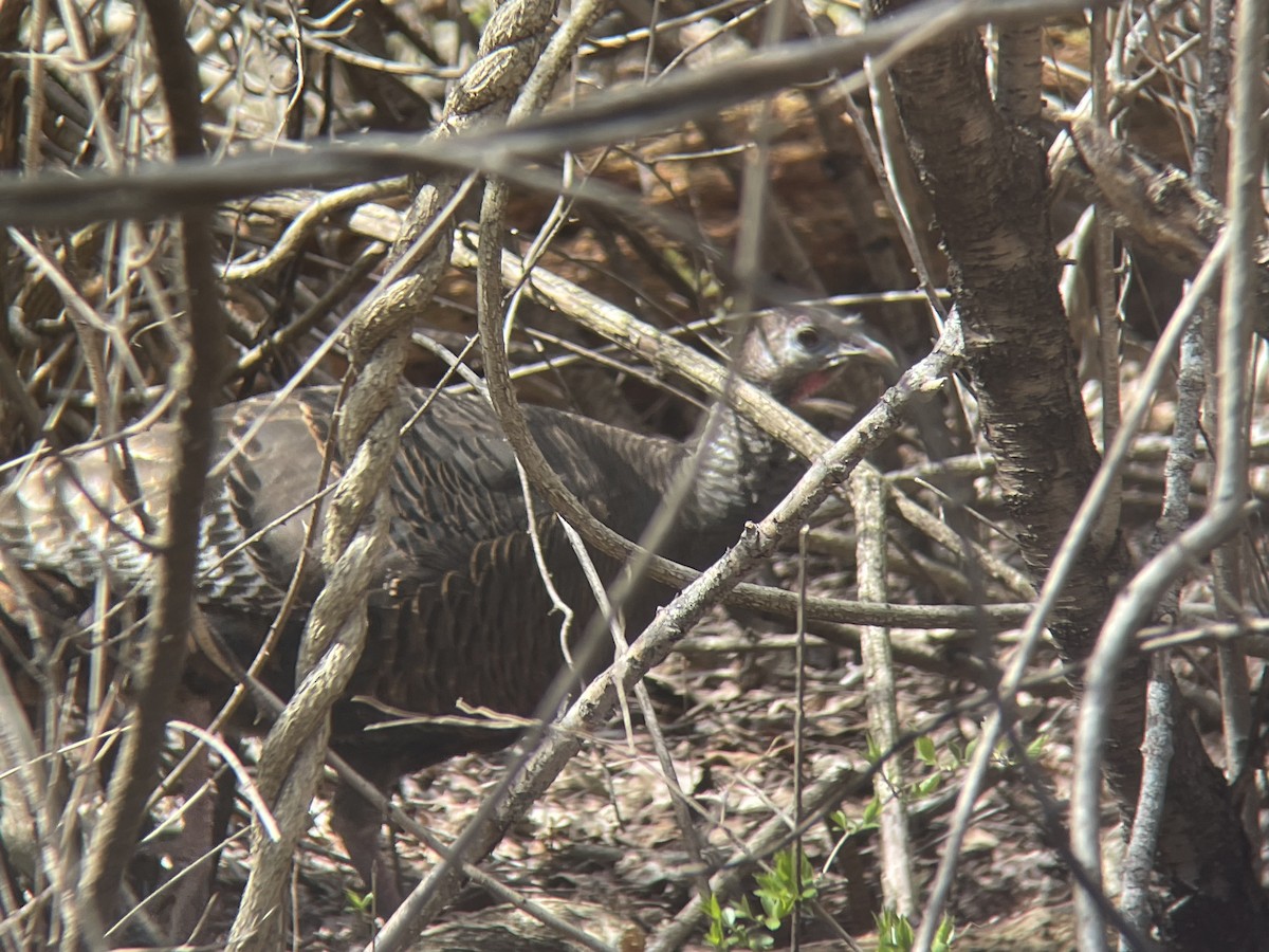 Wild Turkey - ML436170781