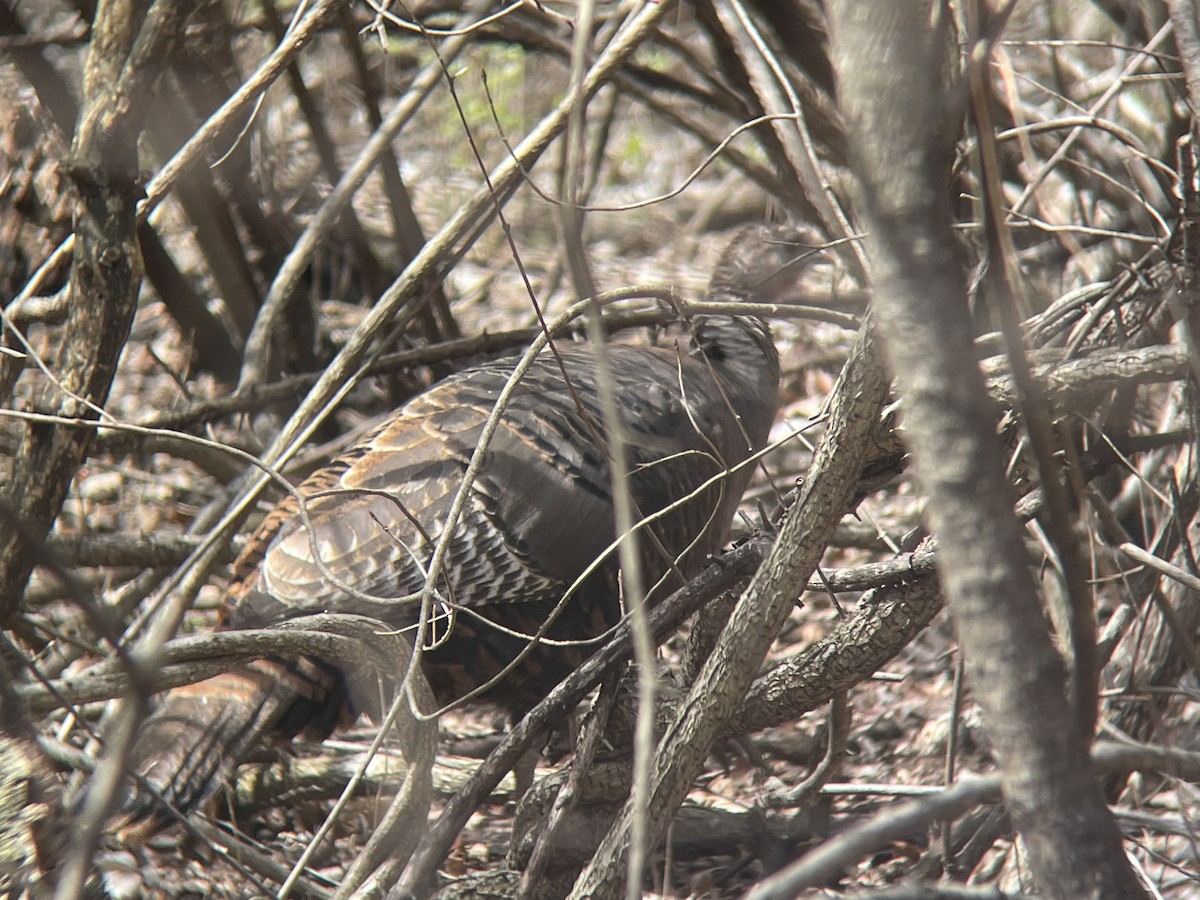 Wild Turkey - ML436170791