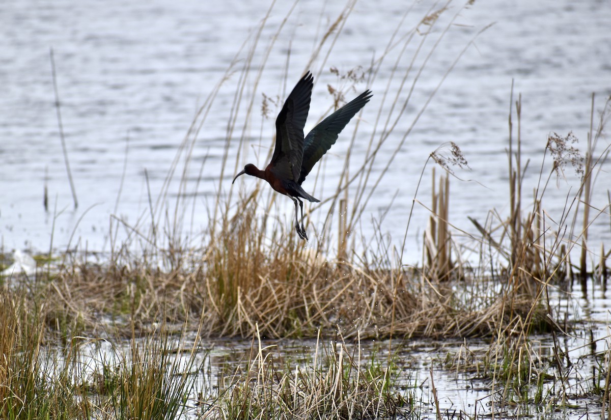 Glossy Ibis - ML436170891