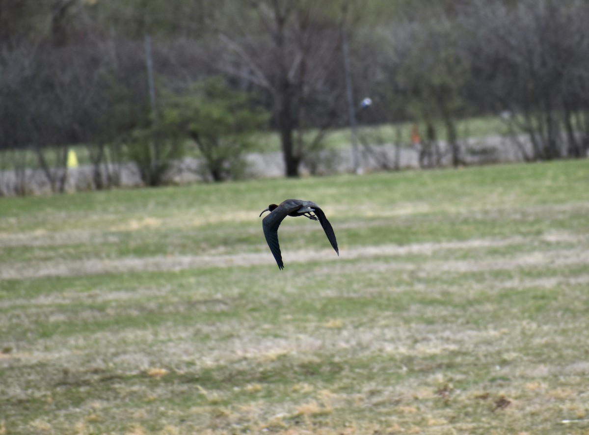 Glossy Ibis - ML436171031