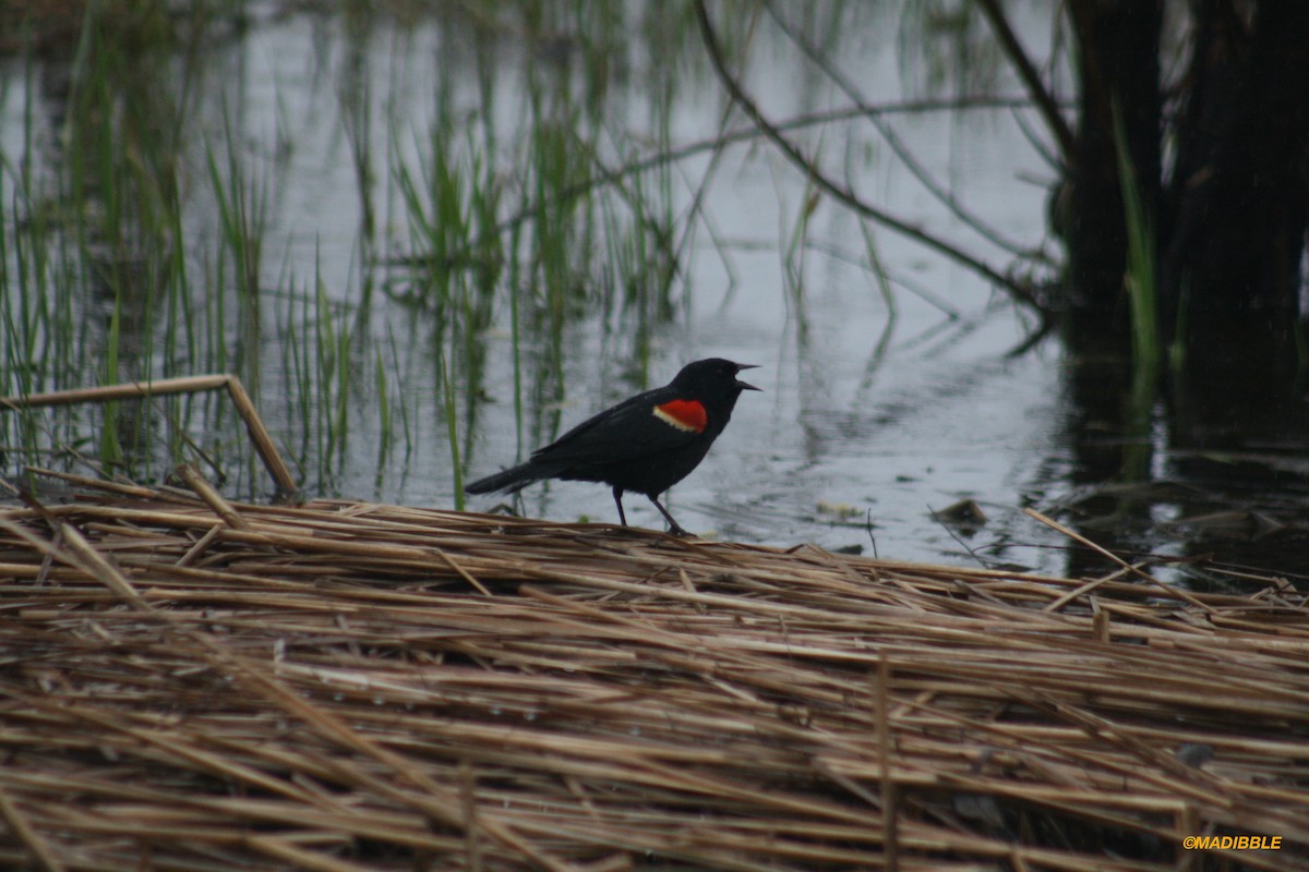 Red-winged Blackbird - ML436171301