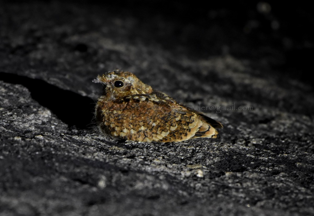 Jungle Nightjar - ML43617201