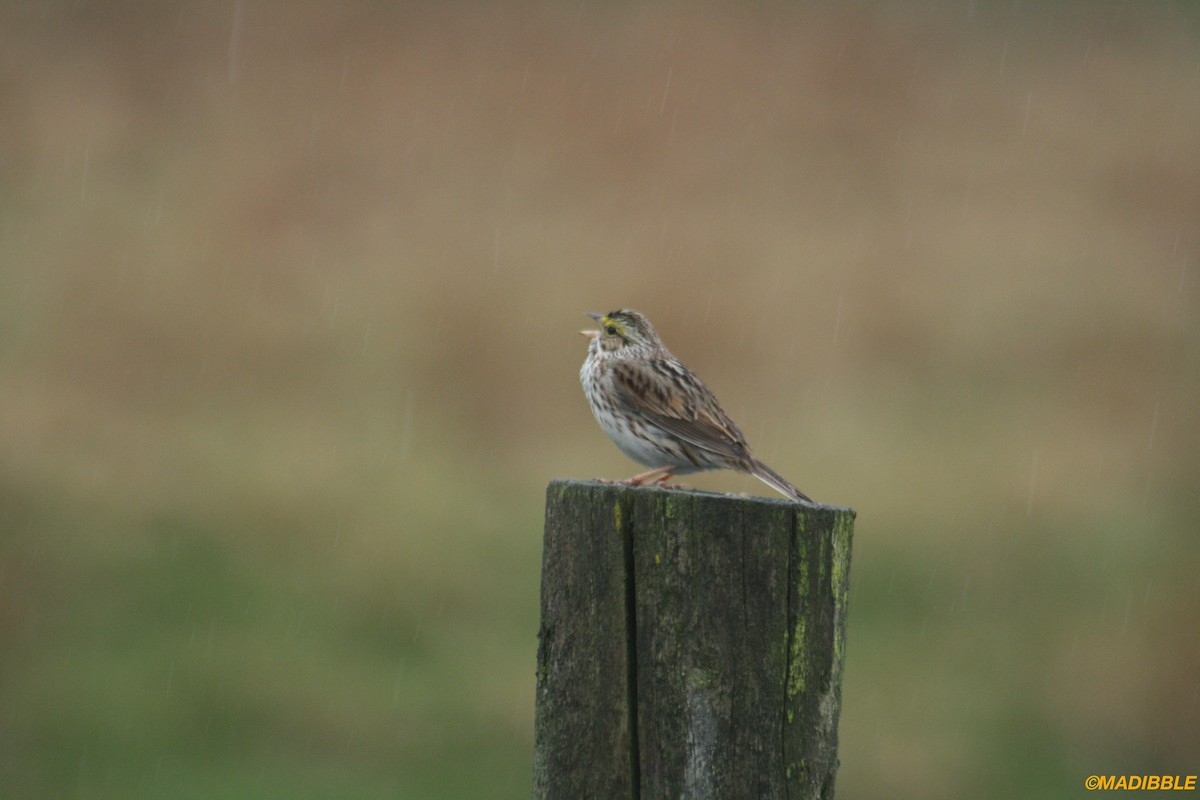 Savannah Sparrow - ML436172091