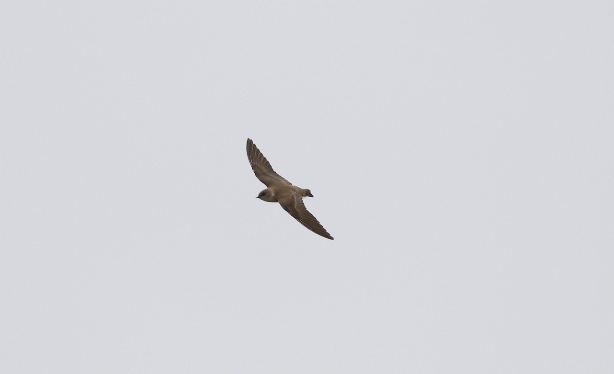 Northern Rough-winged Swallow - ML436172271