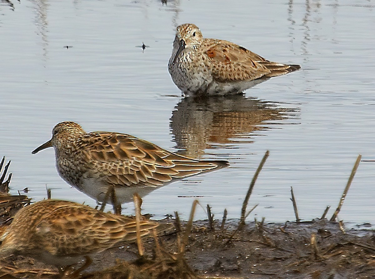 Pectoral Sandpiper - Dan Tallman