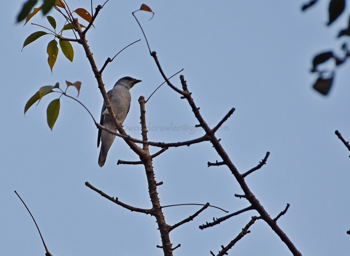 Large Cuckooshrike - ML43617461