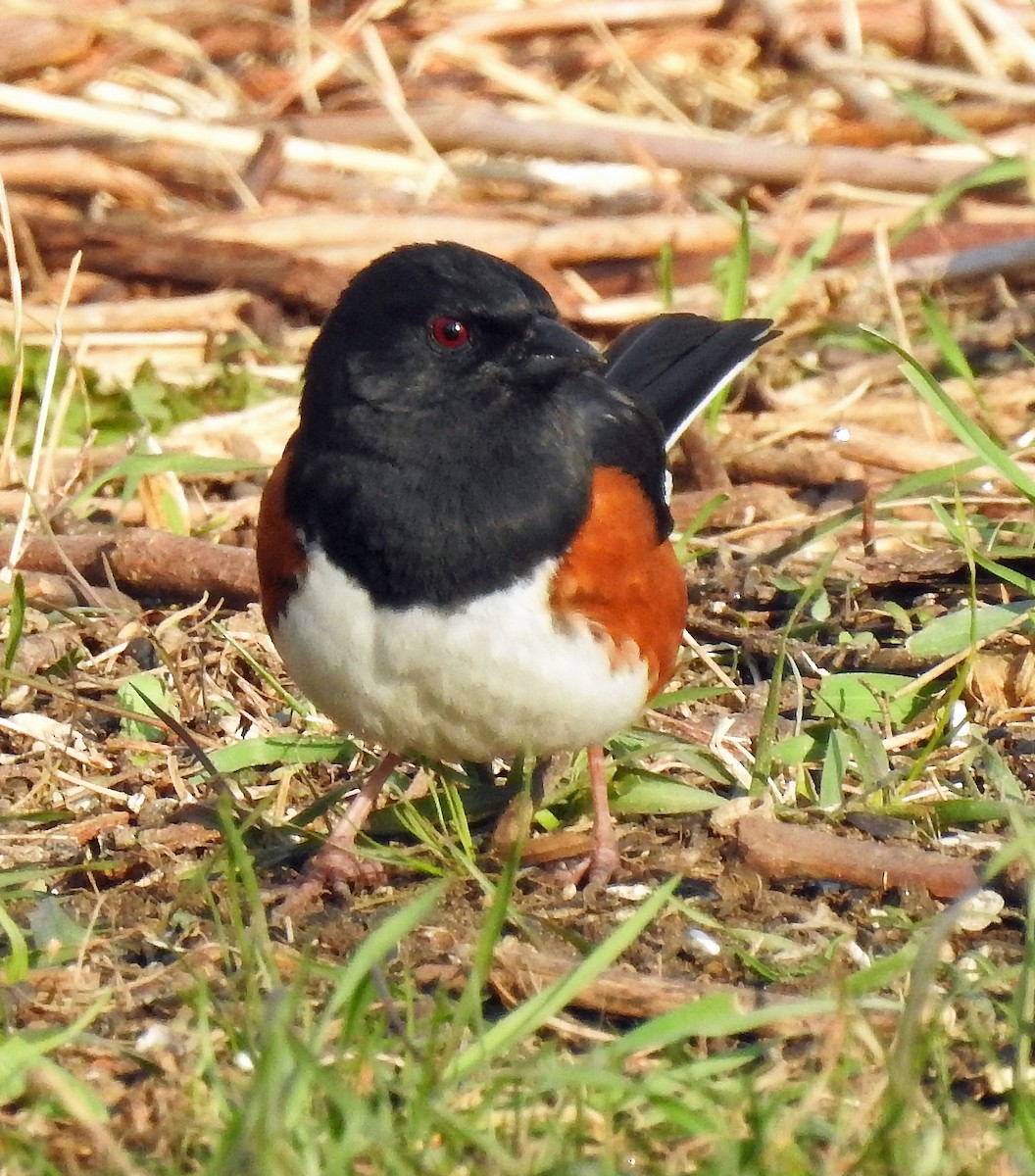Eastern Towhee - Theresa Dobko