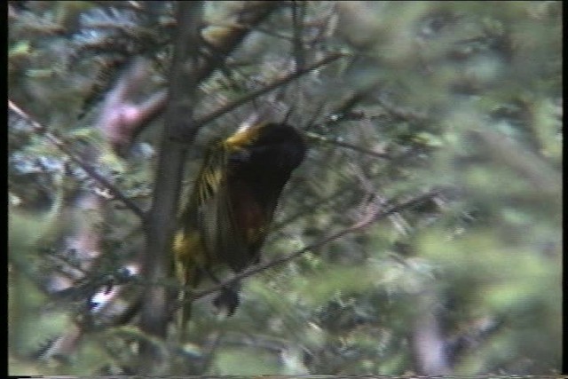 Tisserin à dos d'or - ML436177