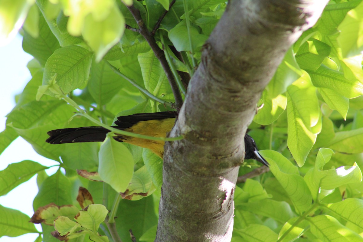 Bahama Oriole - ML43617701