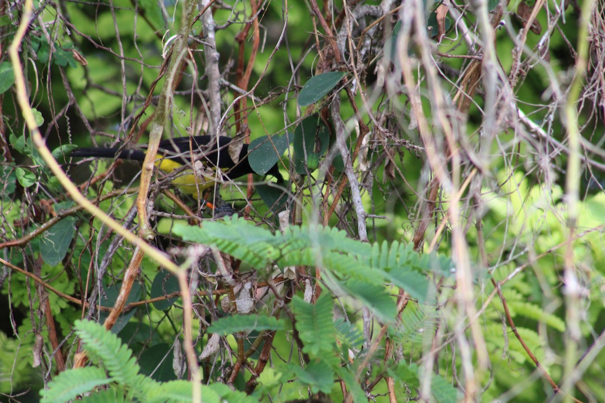 Bahama Oriole - ML43617801