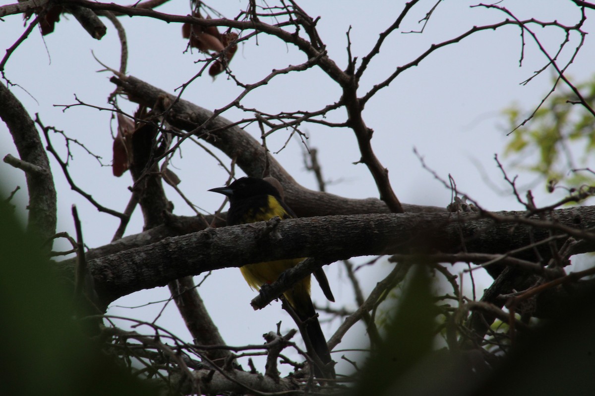 Bahama Oriole - ML43617831