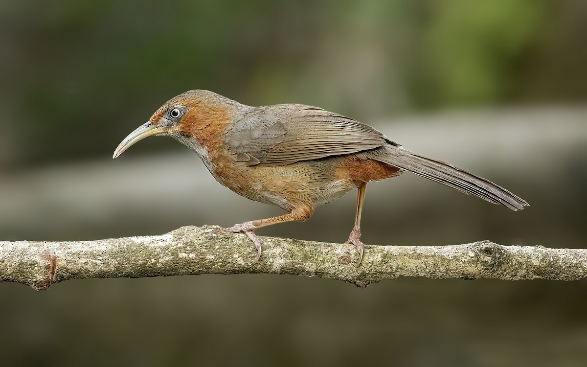 Rusty-cheeked Scimitar-Babbler - Parmil Kumar