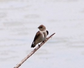 Northern Rough-winged Swallow - ML436182701