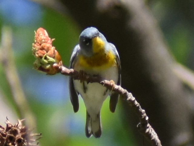 Northern Parula - Shawn Smith