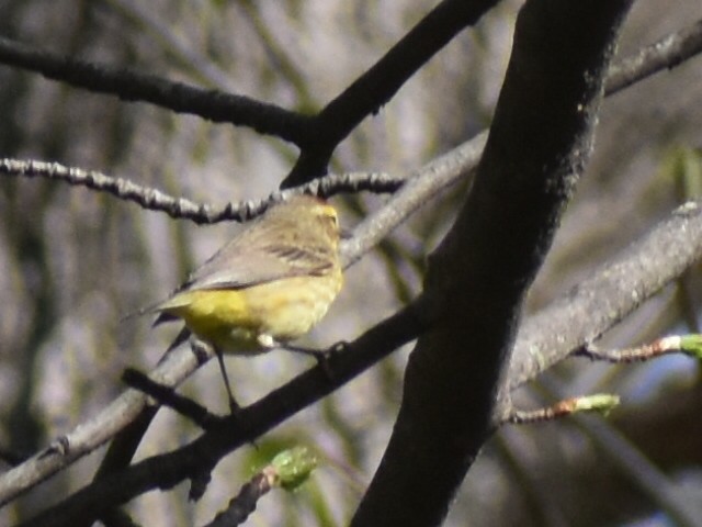 Palm Warbler - ML436182871