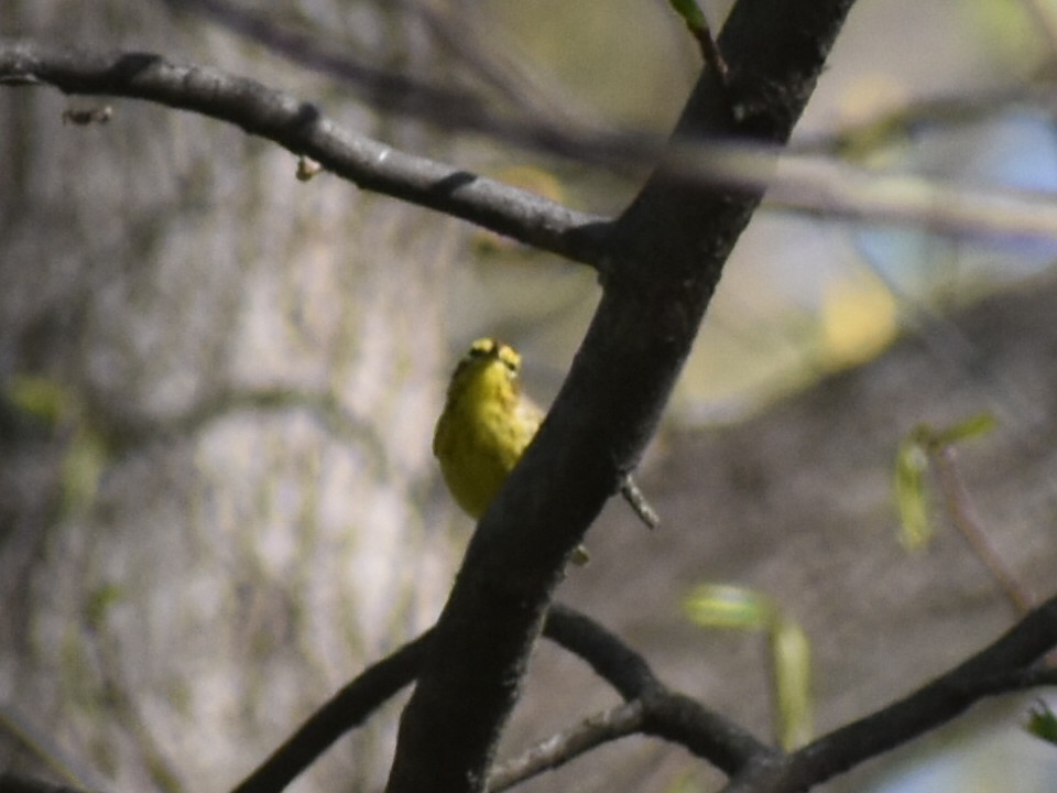 Palm Warbler - ML436182881