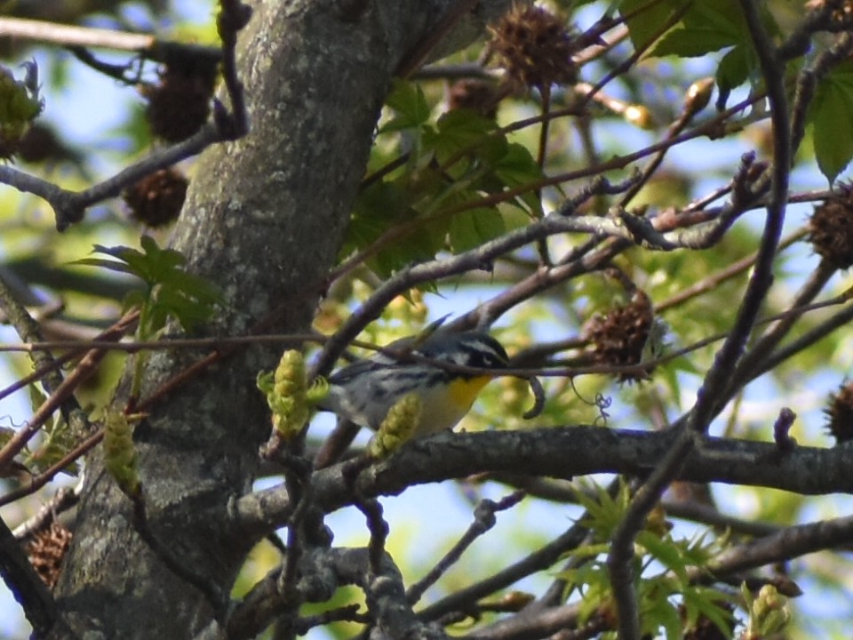 Yellow-throated Warbler - ML436183051