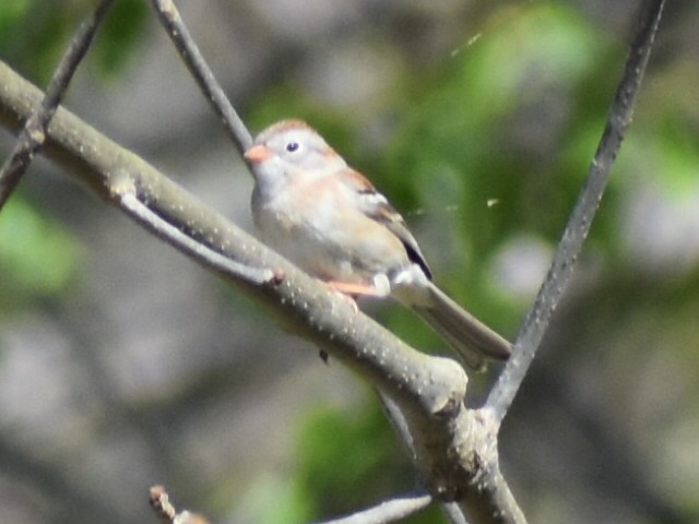 Field Sparrow - ML436183181