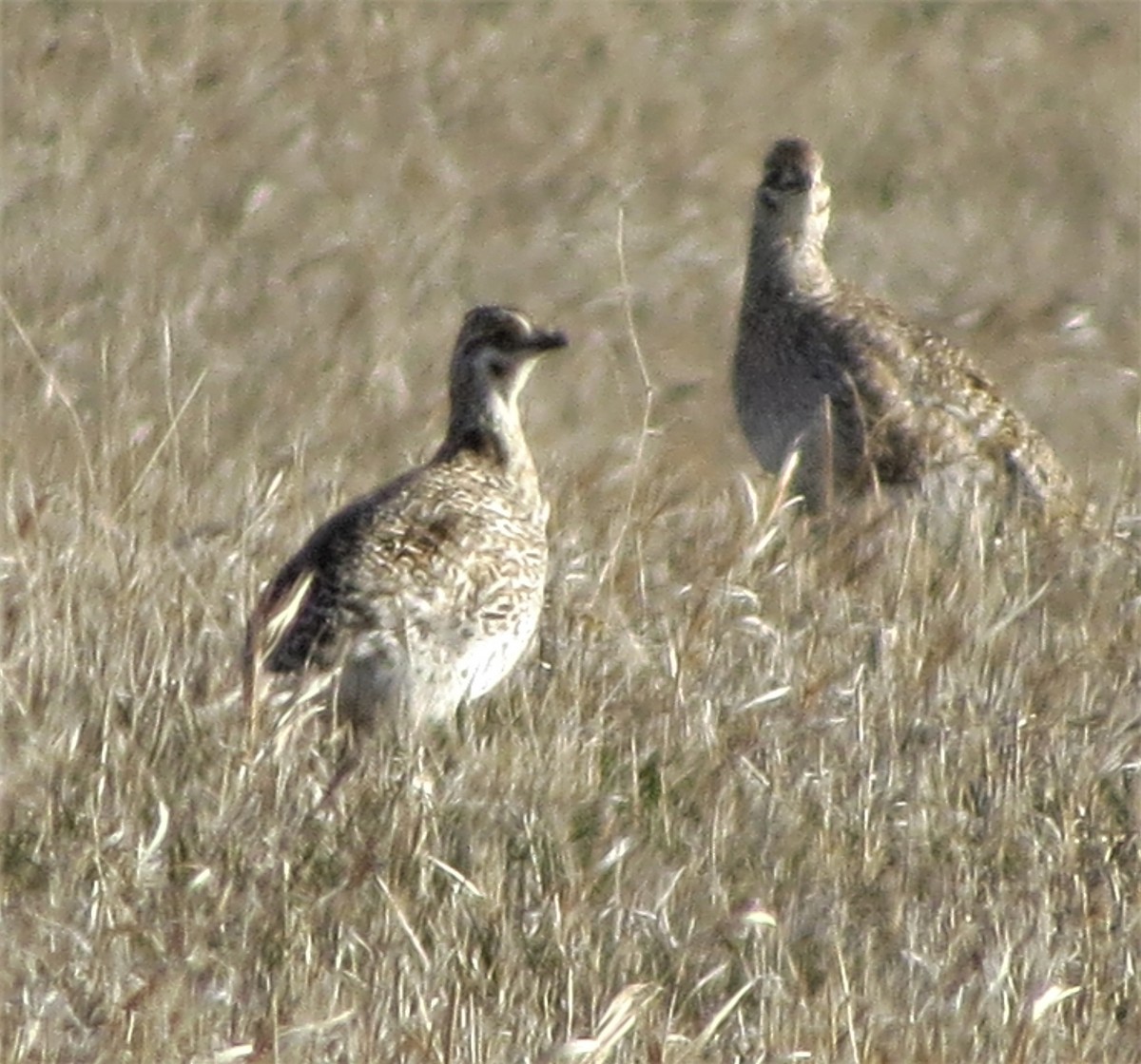 Sharp-tailed Grouse - ML436183201