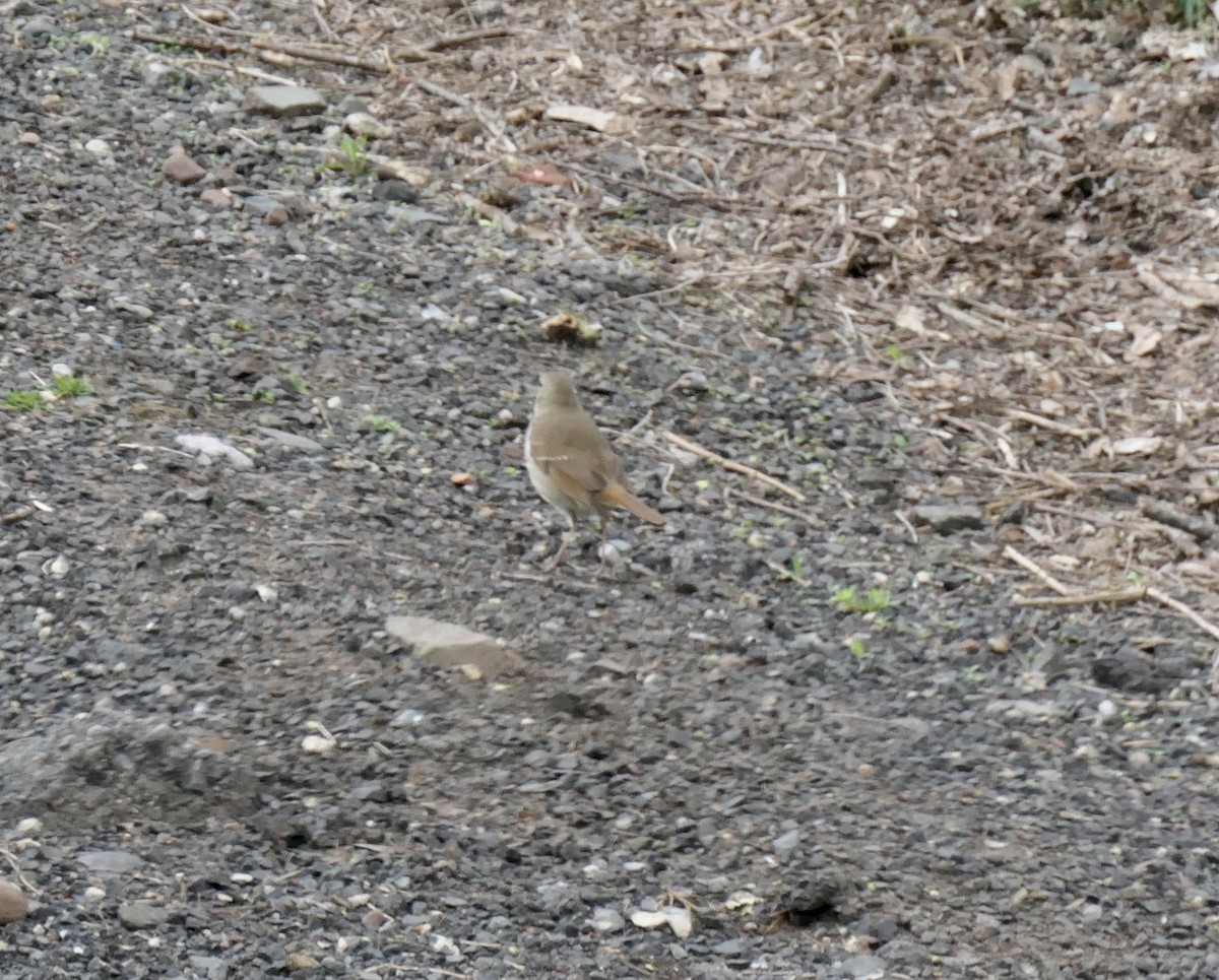 Hermit Thrush - ML436183971