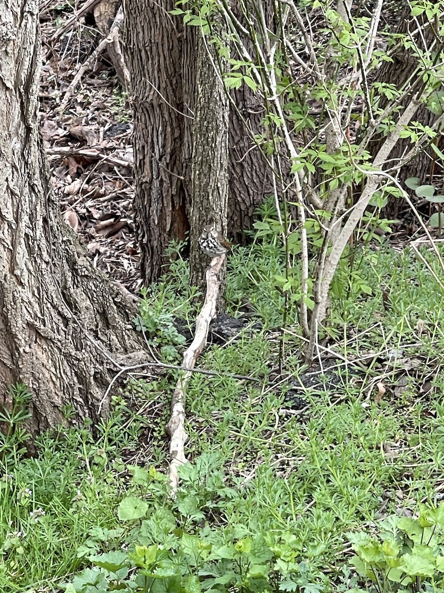 Hermit Thrush - ML436184071