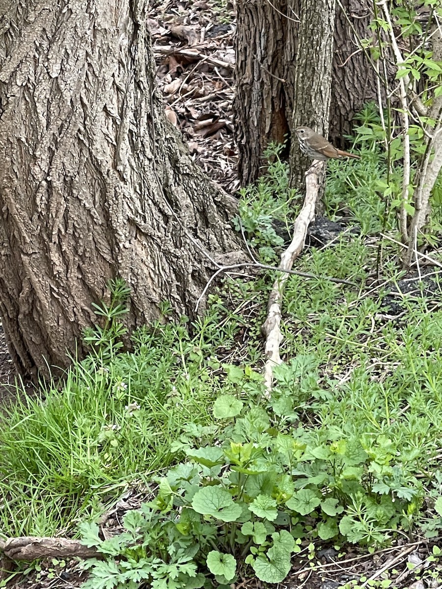 Hermit Thrush - ML436184081
