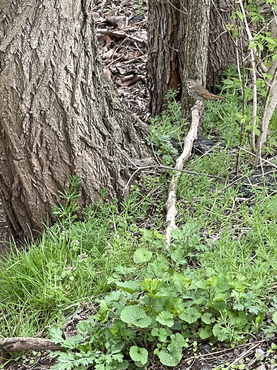 Hermit Thrush - ML436184081