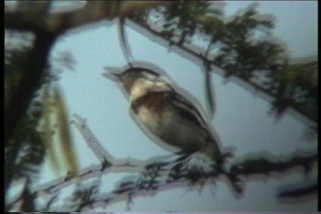 Pygmy Batis - ML436185