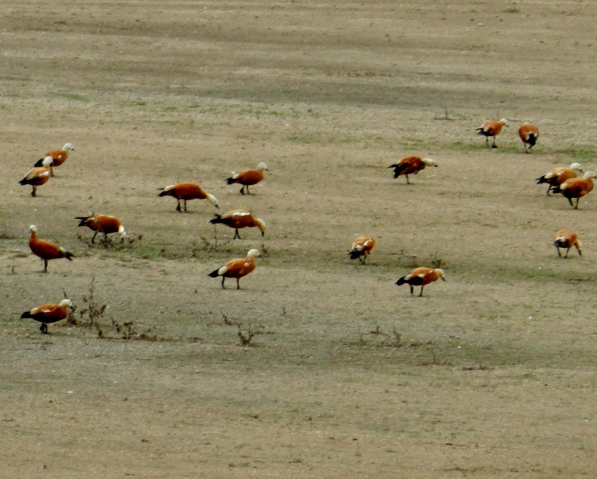 Ruddy Shelduck - ML436186171