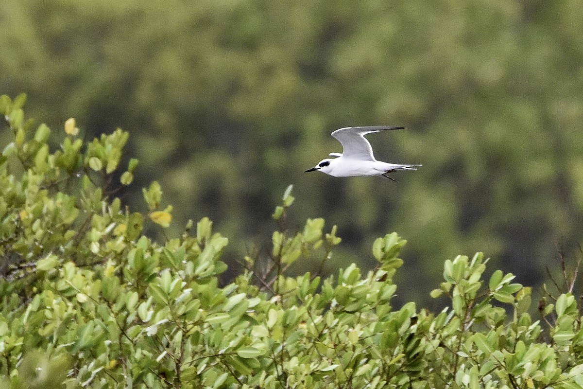 Forster's Tern - ML436186621