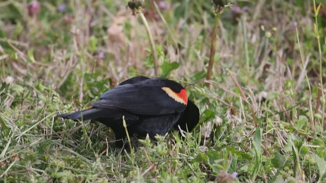 Red-winged Blackbird - ML436186631