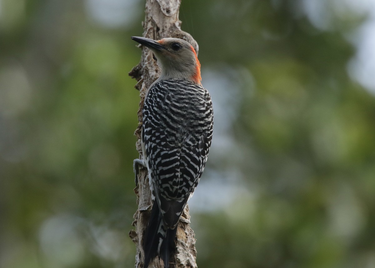 Red-bellied Woodpecker - ML436188561