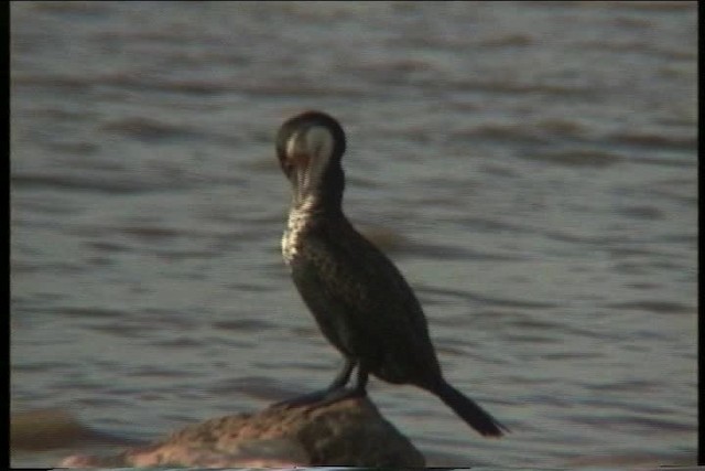 Great Cormorant (White-breasted) - ML436189