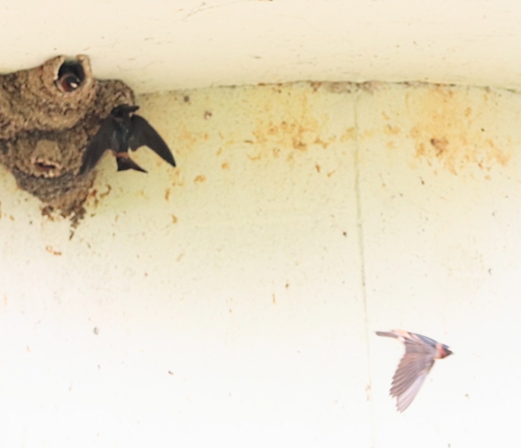 Cliff Swallow - ML436189841