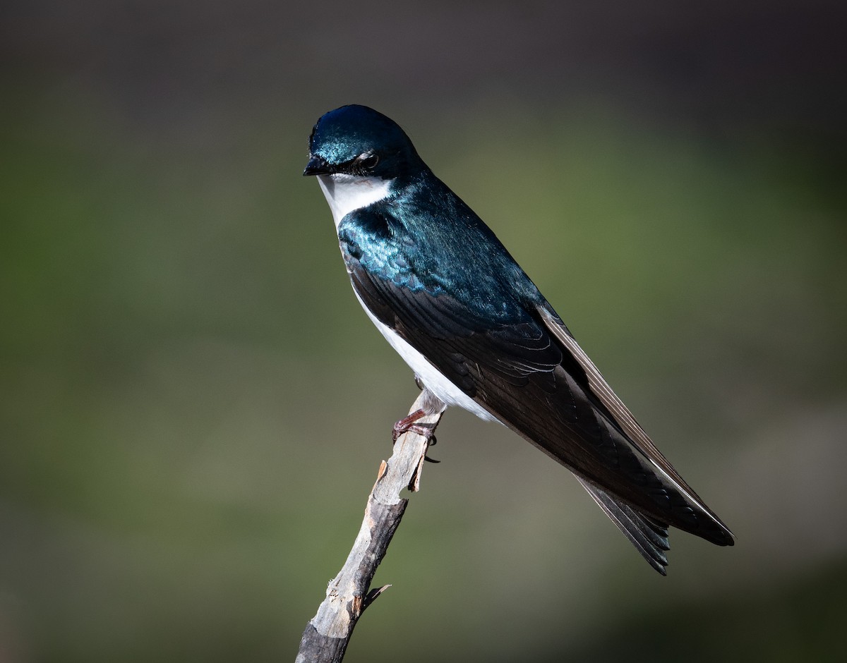 Tree Swallow - ML436190961