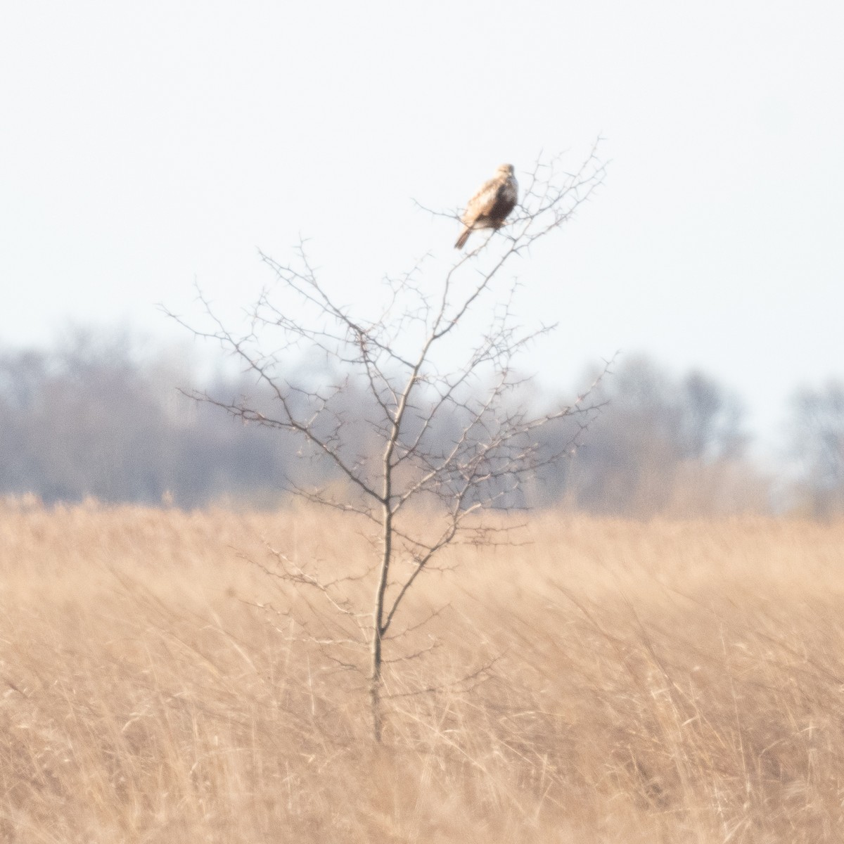 Rough-legged Hawk - ML436192021