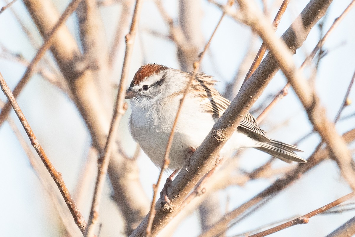 Chipping Sparrow - ML436192321