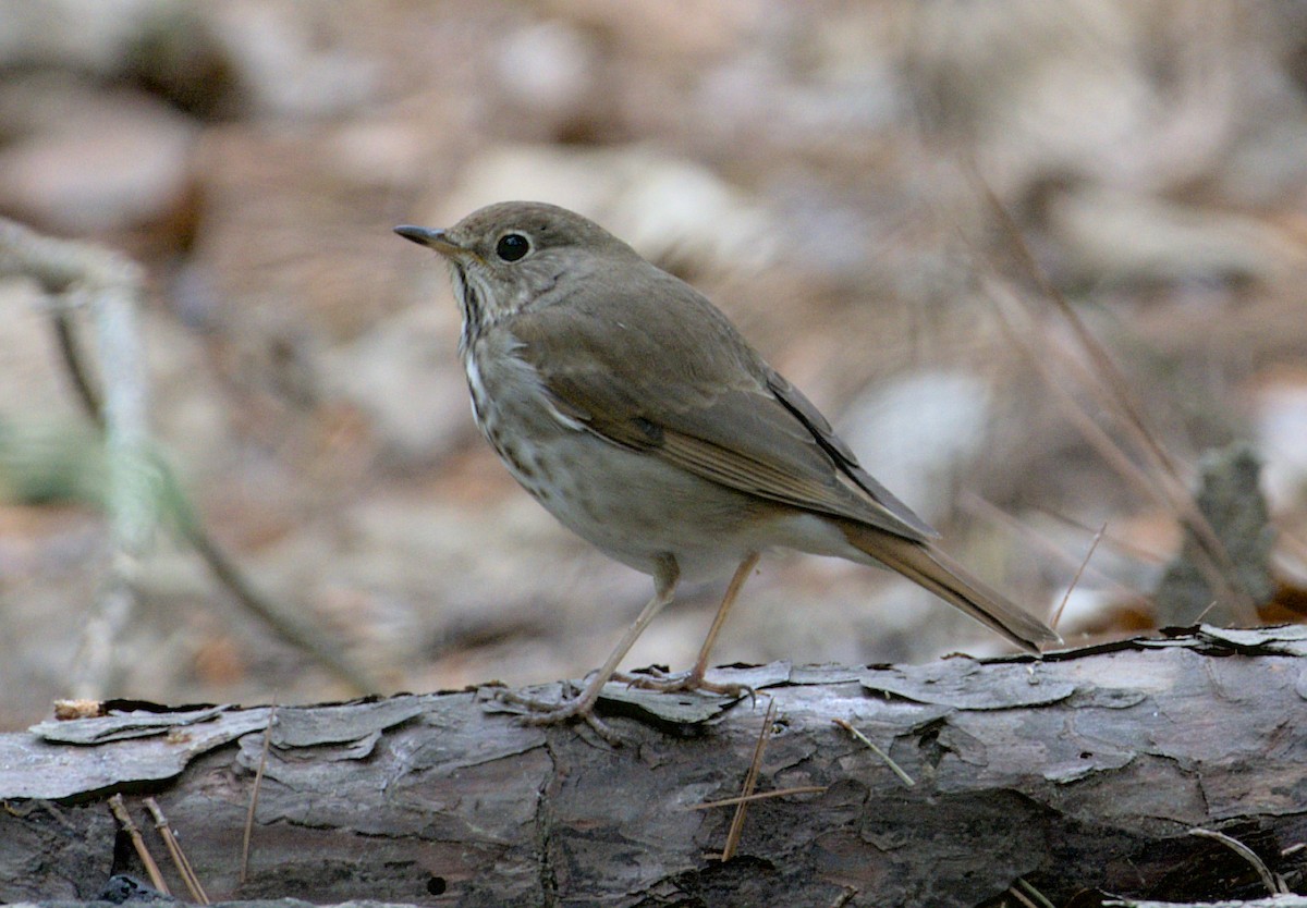 Hermit Thrush - ML436192461